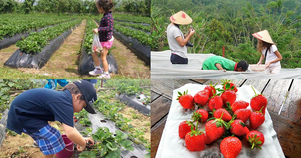 Kebun Strawberry Bedugul - Wisata Metik Buah Stroberi Untuk Milkshake