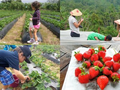 Kebun Strawberry Bedugul Bali