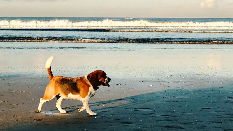 Anjing di Pantai Batu Belig