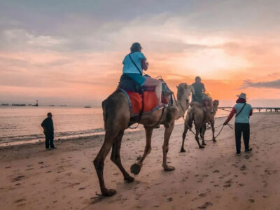 Menunggang unta saat matahari terbenam di Pantai Kelan, Bali.