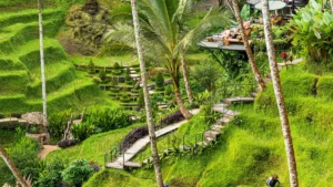 Sawah terasering hijau yang indah di Tegalalang, Ubud, Bali.