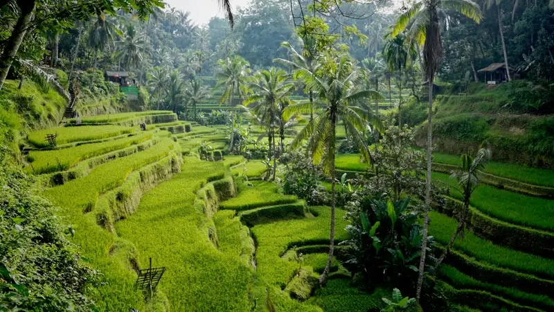 Tempat Wisata Gratis di Ubud Bali - Panduan Liburan Hemat