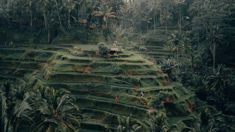 Pemandangan indah sawah terasering Tegalalang di Ubud