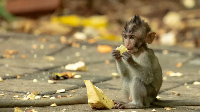 Anak monyet makan buah di Ubud Monkey Forest, Bali.