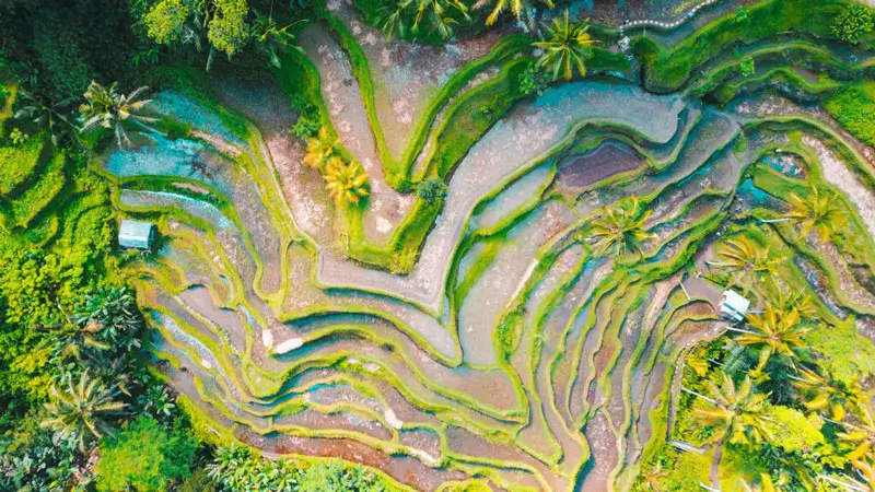 Pemandangan udara sawah terasering Tegalalang yang ikonik salah satu dari 5 Tempat Wisata Hits di Ubud